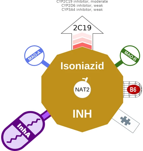 Isoniazid ballicule — decagon diagram of its receptor and enzyme targets