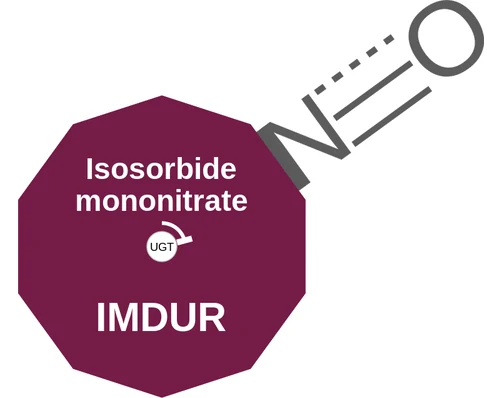 Isosorbide mononitrate ballicule — decagon diagram of its receptor and enzyme targets