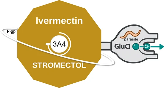 Ivermectin ballicule — decagon diagram of its receptor and enzyme targets