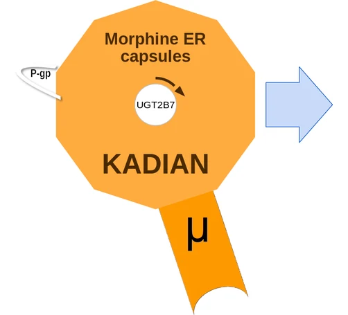 Morphine ER capsules ballicule — decagon diagram of its receptor and enzyme targets