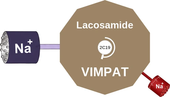 Lacosamide ballicule — decagon diagram of its receptor and enzyme targets
