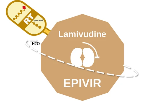 Lamivudine ballicule — decagon diagram of its receptor and enzyme targets