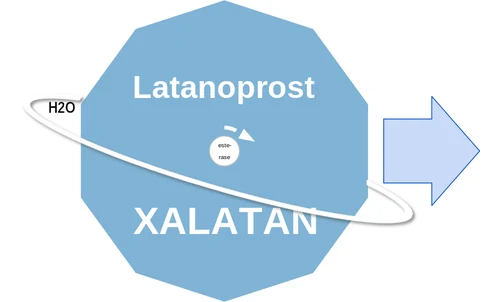 Latanoprost ballicule — decagon diagram of its receptor and enzyme targets