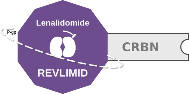 Lenalidomide ballicule — decagon diagram of its receptor and enzyme targets