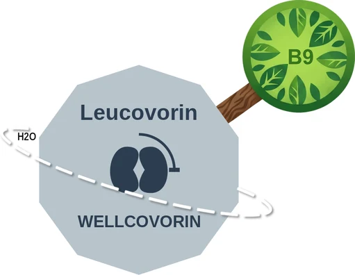 Leucovorin ballicule — decagon diagram of its receptor and enzyme targets