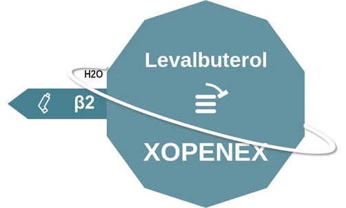 Levalbuterol ballicule — decagon diagram of its receptor and enzyme targets
