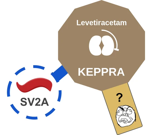 Levetiracetam ballicule — decagon diagram of its receptor and enzyme targets