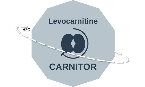 Levocarnitine ballicule — decagon diagram of its receptor and enzyme targets