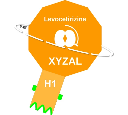 Levocetirizine ballicule — decagon diagram of its receptor and enzyme targets