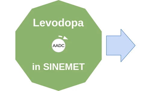 Levodopa ballicule — decagon diagram of its receptor and enzyme targets