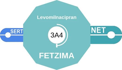 Levomilnacipran ballicule — decagon diagram of its receptor and enzyme targets