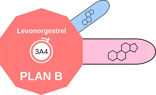Levonorgestrel ballicule — decagon diagram of its receptor and enzyme targets
