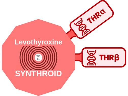 Levothyroxine ballicule — decagon diagram of its receptor and enzyme targets