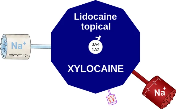 Lidocaine topical ballicule — decagon diagram of its receptor and enzyme targets