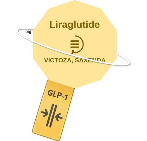 Liraglutide ballicule — decagon diagram of its receptor and enzyme targets