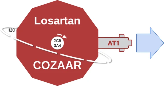 Losartan ballicule — decagon diagram of its receptor and enzyme targets