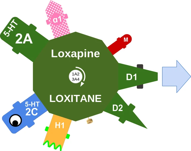 Loxapine ballicule — decagon diagram of its receptor and enzyme targets