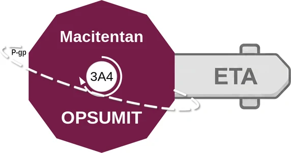 Macitentan ballicule — decagon diagram of its receptor and enzyme targets