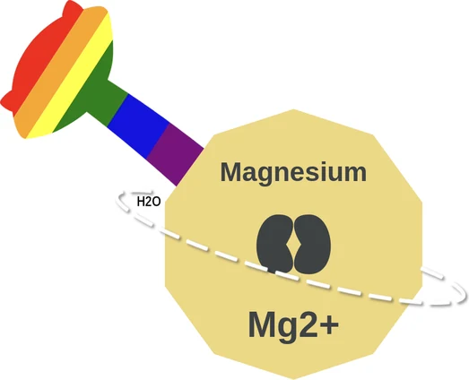 Magnesium ballicule — decagon diagram of its receptor and enzyme targets