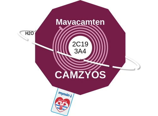 Mavacamten ballicule — decagon diagram of its receptor and enzyme targets