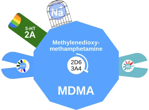 Methylenedioxymethamphetamine ballicule — decagon mechanism diagram