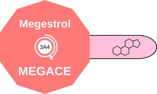 Megestrol ballicule — decagon diagram of its receptor and enzyme targets