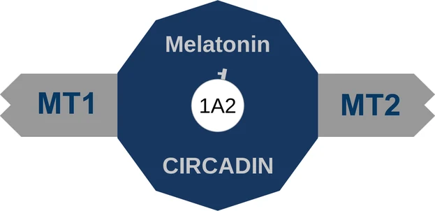 Melatonin ballicule — decagon diagram of its receptor and enzyme targets