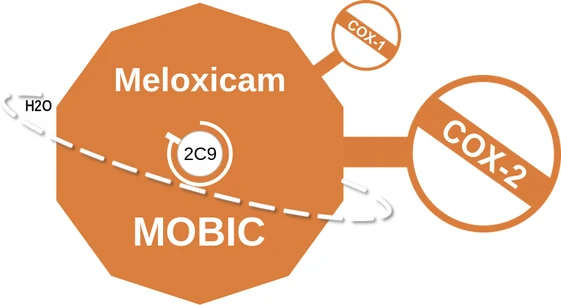 Meloxicam ballicule — decagon diagram of its receptor and enzyme targets