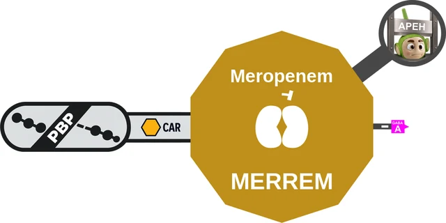 Meropenem ballicule — decagon diagram of its receptor and enzyme targets