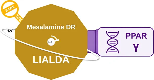 Mesalamine DR ballicule — decagon diagram of its receptor and enzyme targets