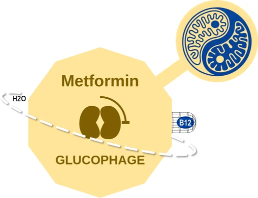 Metformin ballicule — decagon diagram of its receptor and enzyme targets