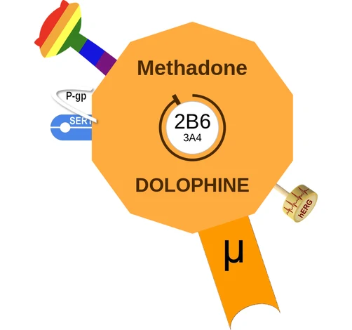Methadone ballicule — decagon diagram of its receptor and enzyme targets