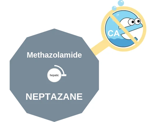 Methazolamide ballicule — decagon diagram of its receptor and enzyme targets