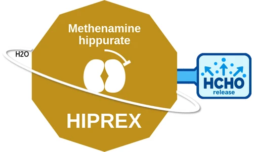 Methenamine hippurate ballicule — decagon diagram of its receptor and enzyme targets