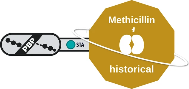 Methicillin ballicule — decagon mechanism diagram