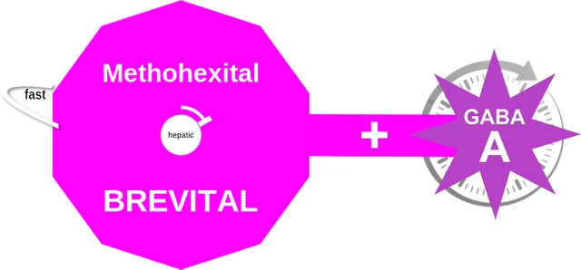 Methohexital ballicule — decagon diagram of its receptor and enzyme targets