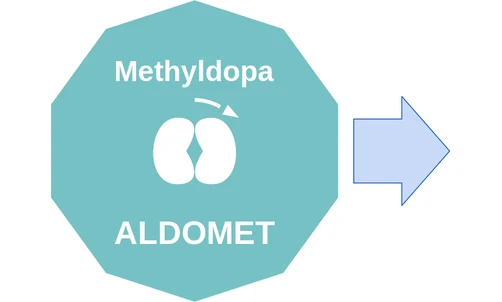 Methyldopa ballicule — decagon diagram of its receptor and enzyme targets