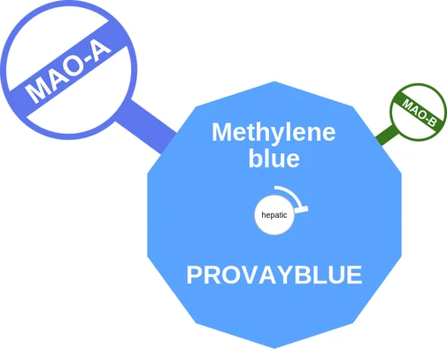 Methylene blue ballicule — decagon diagram of its receptor and enzyme targets
