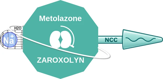 Metolazone ballicule — decagon diagram of its receptor and enzyme targets