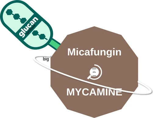Micafungin ballicule — decagon diagram of its receptor and enzyme targets