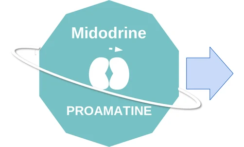 Midodrine ballicule — decagon diagram of its receptor and enzyme targets