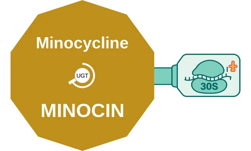 Minocycline ballicule — decagon diagram of its receptor and enzyme targets