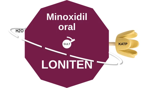Minoxidil oral ballicule — decagon diagram of its receptor and enzyme targets