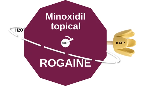 Minoxidil topical ballicule — decagon diagram of its receptor and enzyme targets
