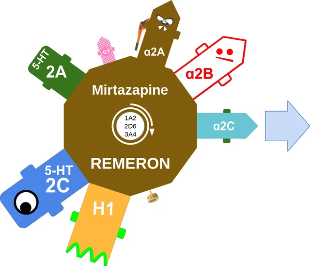 Mirtazapine ballicule — decagon diagram of its receptor and enzyme targets