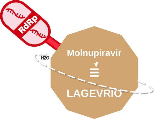 Molnupiravir ballicule — decagon diagram of its receptor and enzyme targets