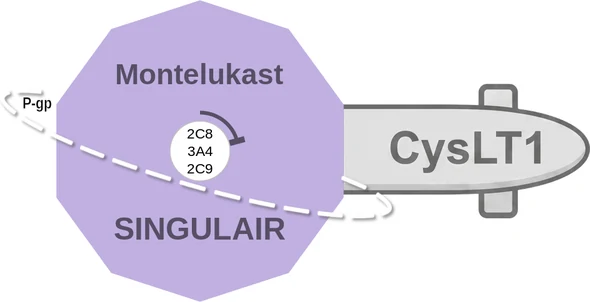Montelukast ballicule — decagon diagram of its receptor and enzyme targets
