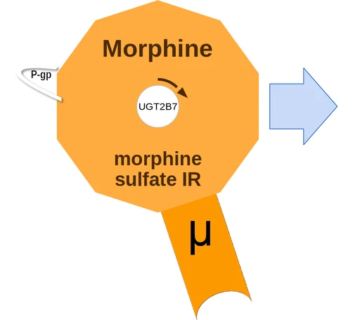 Morphine ballicule — decagon diagram of its receptor and enzyme targets