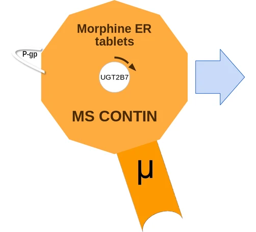 Morphine ER tablets ballicule — decagon diagram of its receptor and enzyme targets