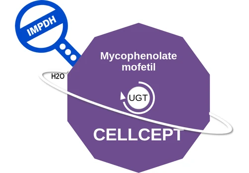 Mycophenolate mofetil ballicule — decagon diagram of its receptor and enzyme targets